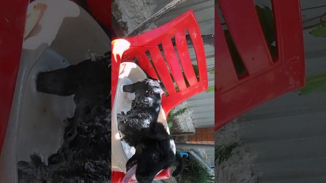🐕🐾 Купание щенка смотреть онлайн