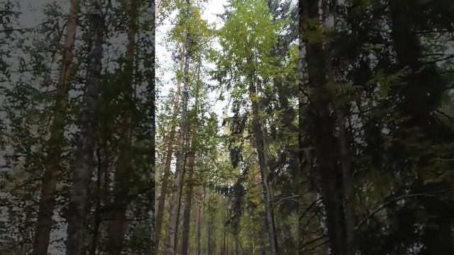 Осенний лес смотреть онлайн