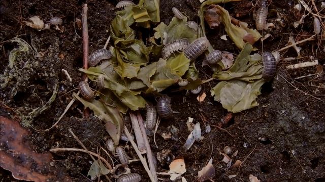Isopod feeding | Will it isopod? | Ep. 2: Used green tea leaves | Timelapse смотреть онлайн