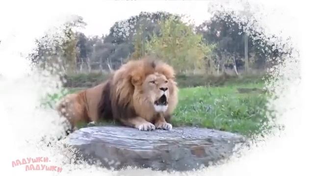 Настоящие звуки животных смотреть онлайн