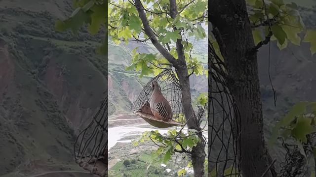 Модкабги шикори смотреть онлайн