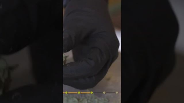 Чемпионат по скоростному скручиванию косяков. Таиланд #shorts #thailand #maryjane смотреть онлайн