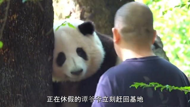 How Much Does Hua Hua Like Grandpa Tan? Hua Hua Has Become The Gentlest Giant Panda