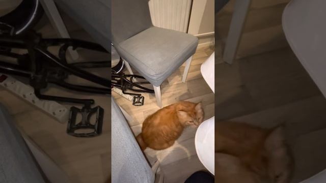 Сэми учуял запах чая из крапивы. Его реакция. смотреть онлайн