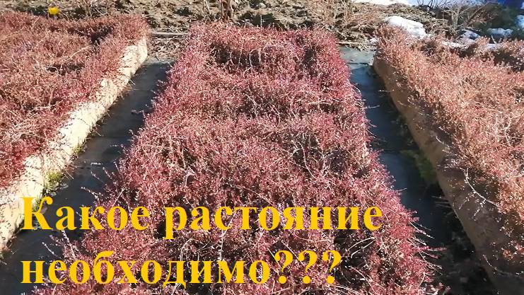 Не повторяйте мои ошибки при посадке клюквы, голубики!!! смотреть онлайн