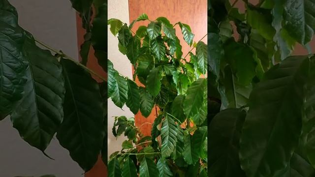 Кофейное дерево смотреть онлайн