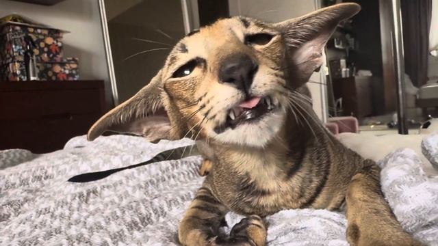 характер Афины одним видео - очень любит игрушку рыбку #orientalcat #ориентальная #кошка смотреть онлайн