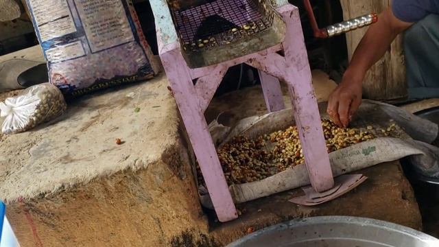Fresh Coffee Harvest Manually Cleaned/Process #barako #arabica смотреть онлайн