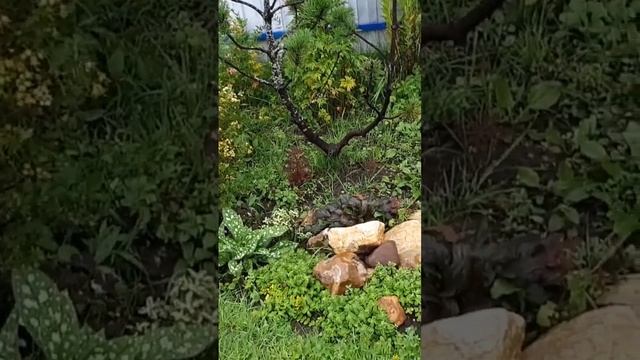 Про лапчатку в дизайне сада смотреть онлайн