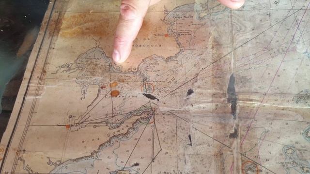 Нерпа, однако!