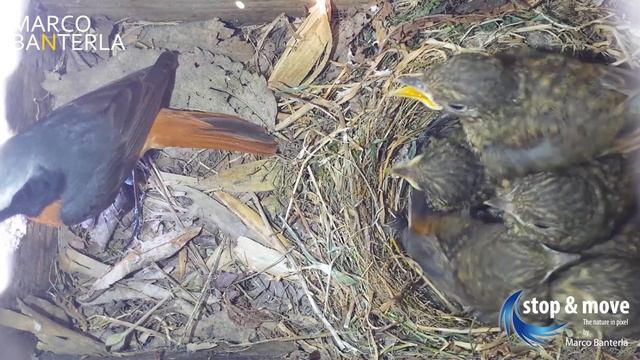 Il Codirosso comune (Phoenicurus phoenicurus) смотреть онлайн