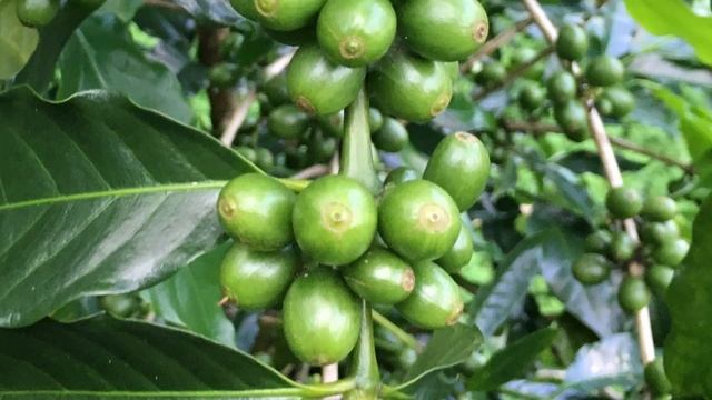 咖啡 四季情 Seasons of Coffea Arabica in Taiwan смотреть онлайн