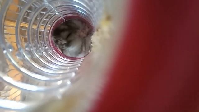 Жизнь хомяков в клетке 🐹 смотреть онлайн