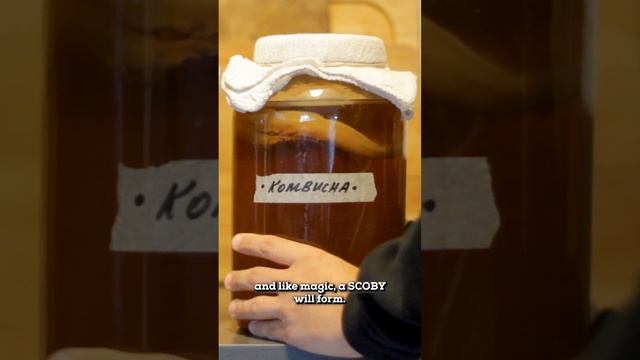 Make KOMBUCHA AT HOME and save $$$ #shorts #kombucha смотреть онлайн