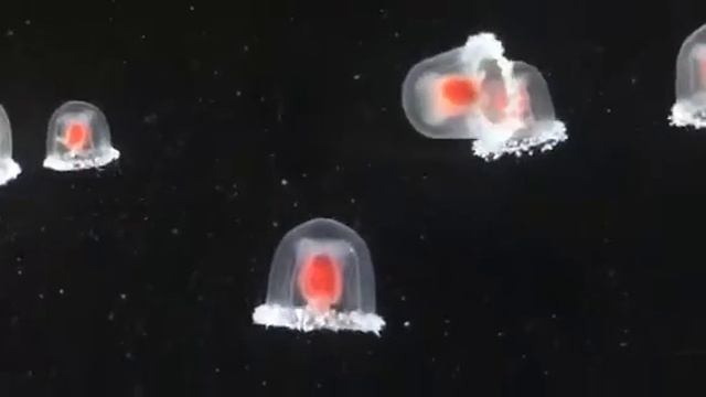 Turritopsis rubra смотреть онлайн