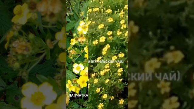Лечебные растения смотреть онлайн