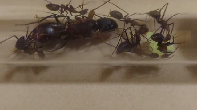 Camponotus Angusticollis (China) 15.09.2021