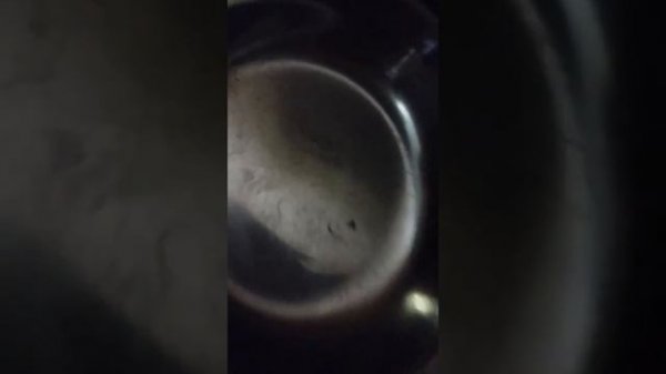 Как видеть нас хорек