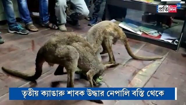 WB Forest officials rescued Three Kangaroos in Jalpaiguri | Sangbad Pratidin смотреть онлайн