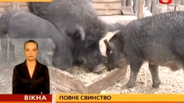 Кабан людині друг смотреть онлайн