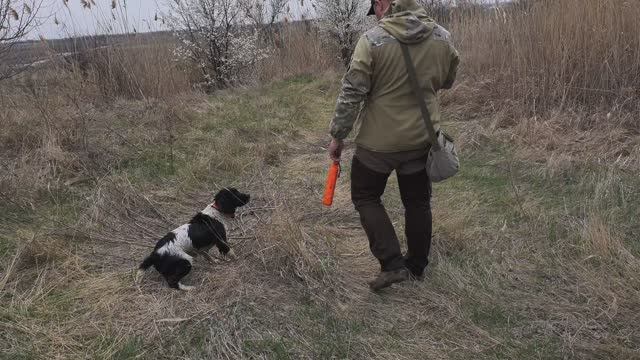 Английский Спрингер Спаниель-Фанки. натаска 7 месяцев.