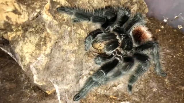 Grammostola iheringi & Pelinobius muticus feeding. смотреть онлайн