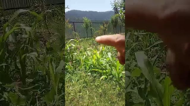 5th EVS-(Types of Root's) by Abas Ahmad Gojri смотреть онлайн