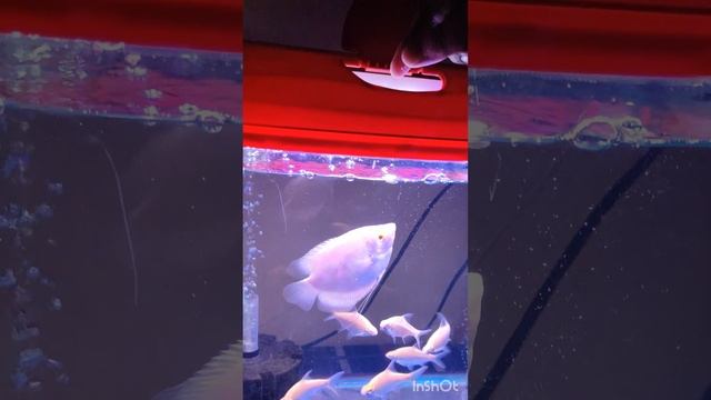 Giant Gourami eating shrimps. #nemomywaterdog #nemo #monsterfish #fishing смотреть онлайн