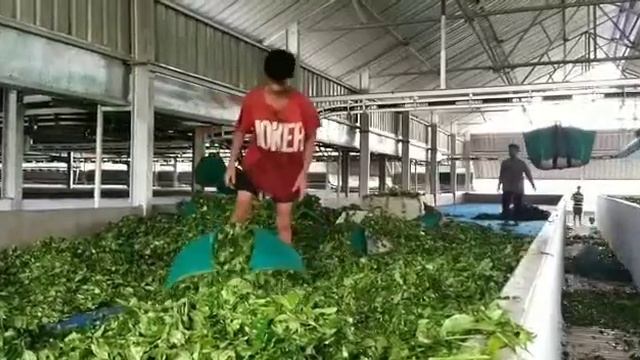 Assam CTC Tea Manufacturing 🍀☕ смотреть онлайн