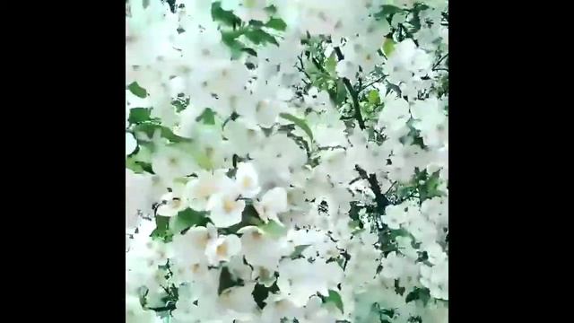 #Fragrant #Jasmine blend coming soon #teafey #brooklyn #springishere #tea смотреть онлайн