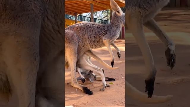 #cuteanimals #funnyanimals #wildlife #kangaroos #zoo #animals #fyp #fy #kangaroo смотреть онлайн