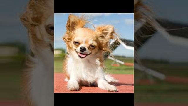 идеи для бумажных собак часть 2 смотреть онлайн