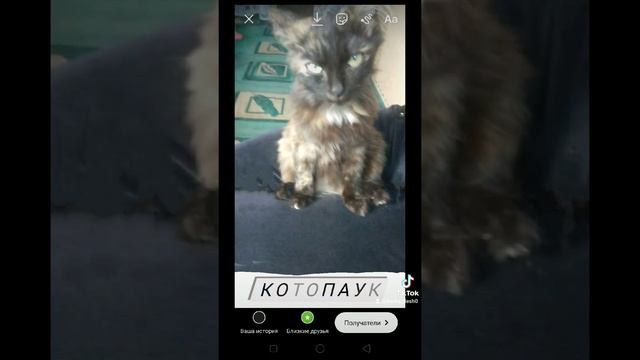 фото моей кошки Алиски смотреть онлайн