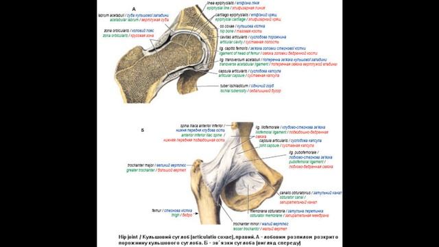 84. Кульшовий суглоб - AnatomUa_AUDIO смотреть онлайн