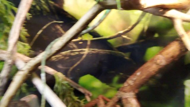 Московский зоопарк. Фиджийская полосатая игуана.