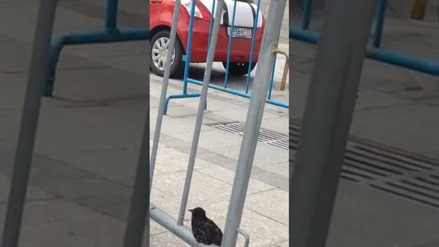 Скворец поет смотреть онлайн