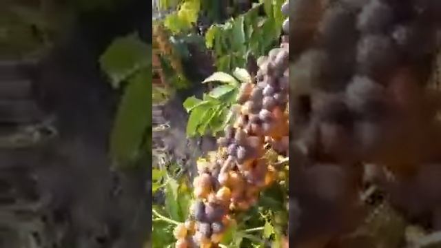 Brazilian Conilon Crop Burning on the Trees смотреть онлайн