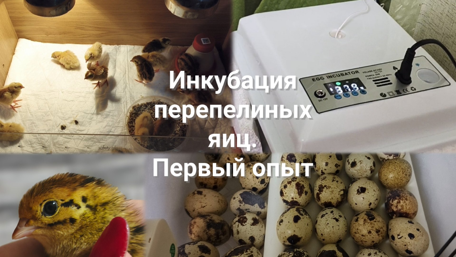 Инкубация перепелиных яиц смотреть онлайн