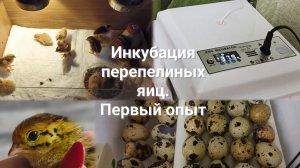 Инкубация перепелиных яиц