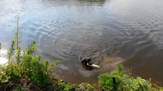 Drahthaar, Ero, 5 months old смотреть онлайн