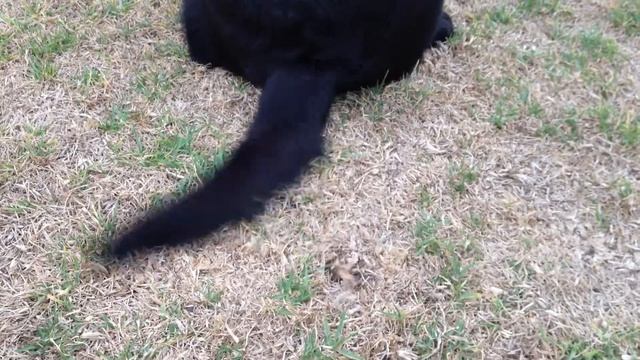 Kuchimi's Black Labrador Retriever, Moet 090 - Happy Tail смотреть онлайн