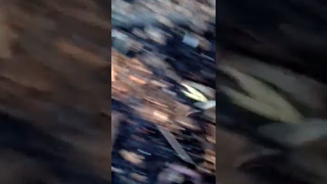 сок кленовый смотреть онлайн