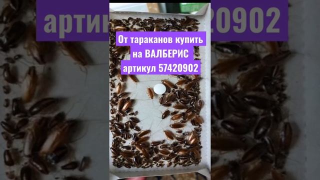 Самое лучшее средство от тараканов форссайт как бороться с тараканами тараканы дома смотреть онлайн