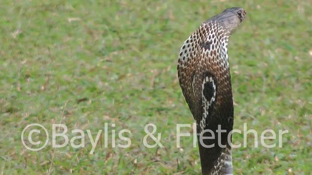 Indian cobra, Sri Lanka. 20110202_125024.mp4 смотреть онлайн