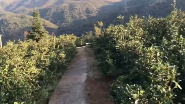За Белым чаем! Bai Cha 白茶 part 1 (Fujian FuDing Bai Mao Ye Shan) смотреть онлайн