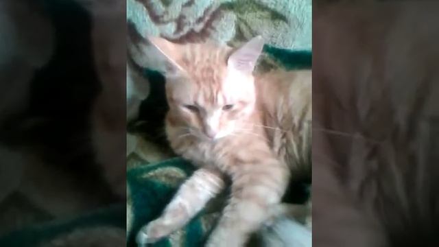 Хомячки Маша и Миша умерли😭 смотреть онлайн