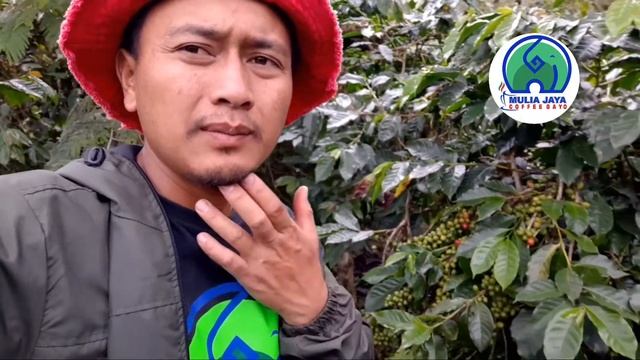 mengapa kopi arabika gayo multi varietas atau mix varietas #kopigayo смотреть онлайн