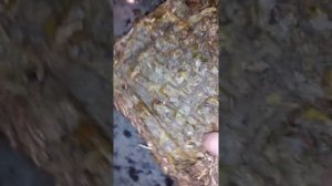 Как я измельчаю калмыкский чай за 5 минут ,неверите? смотрите👌