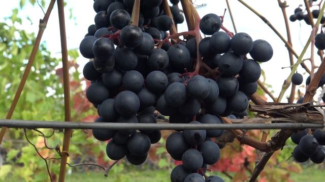 Виноград Магия смотреть онлайн