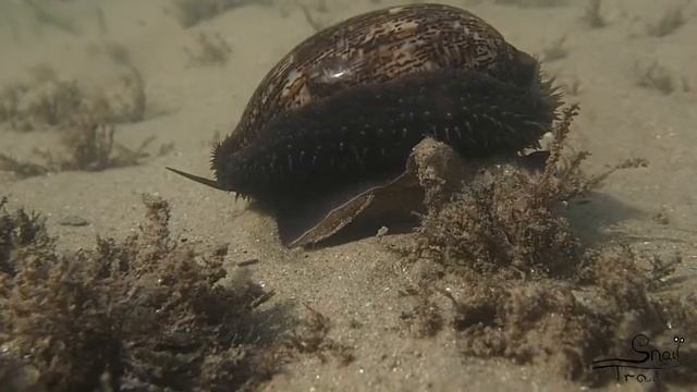 Cypraea arabica - Arabian Cowrie смотреть онлайн